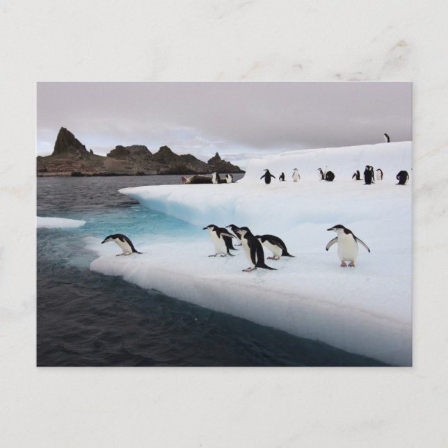 Cartão Postal Pinguins-de-barbicha (Frente)