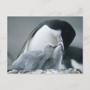 Cartão Postal Pinguins-de-barbicha, Pygoscelis antarctica),