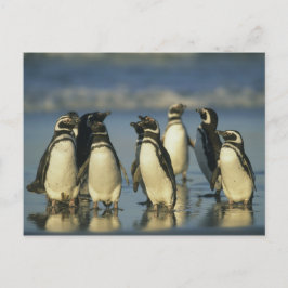 Cartão Postal Pinguins-de-magalhães, Spheniscus
