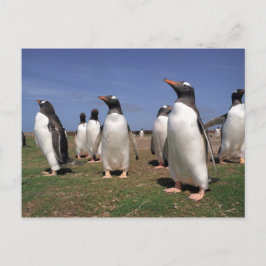 Cartão Postal Pinguins de reunião