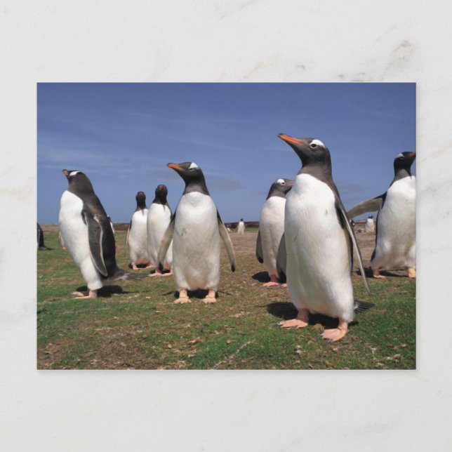 Cartão Postal Pinguins de reunião (Frente)
