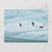 Pinguins Engraçados Obrigado