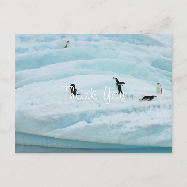 Cartão Postal Pinguins Engraçados Obrigado (Frente)