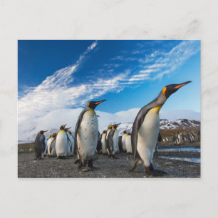 Cartão Postal Pinguins - Ilhas Geórgia do Sul e Sandwich do Sul