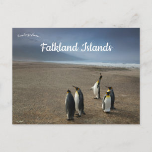 Cartão Postal Pinguins-imperadores nas Ilhas Falkland