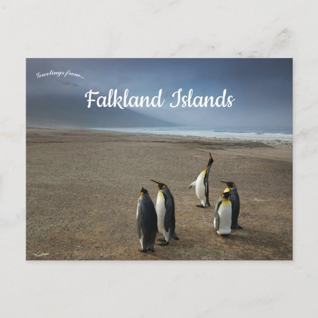Cartão Postal Pinguins-imperadores nas Ilhas Falkland (Frente)