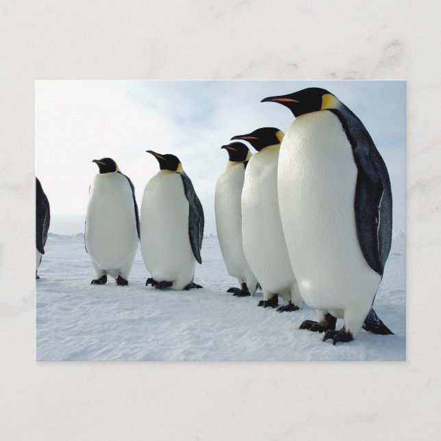 Cartão Postal Pinguins Imperadores Vinculados (Frente)