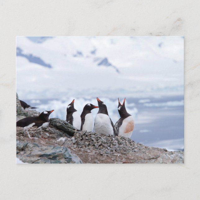 Cartão Postal Pinguins na Antártica (Frente)