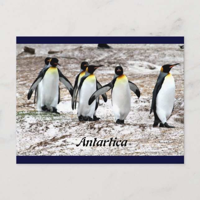 Cartão Postal Pinguins na Antártida frígida (Frente)