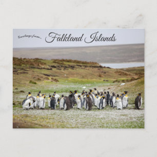 Cartão Postal Pinguins nas Ilhas Falkland