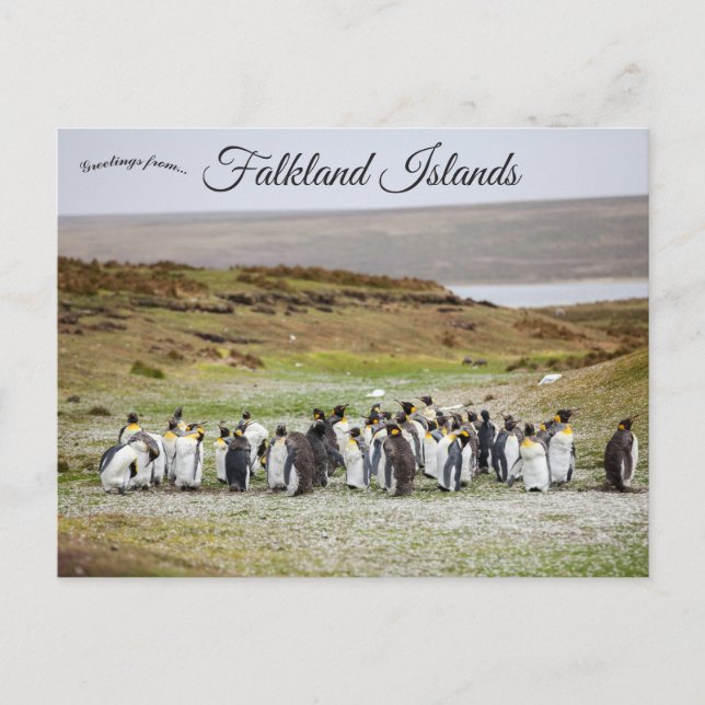 Cartão Postal Pinguins nas Ilhas Falkland (Frente)