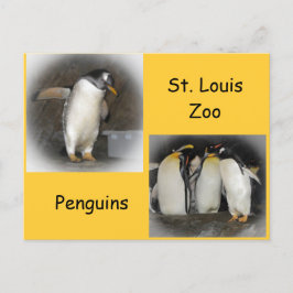 Cartão Postal Pinguins no zoológico