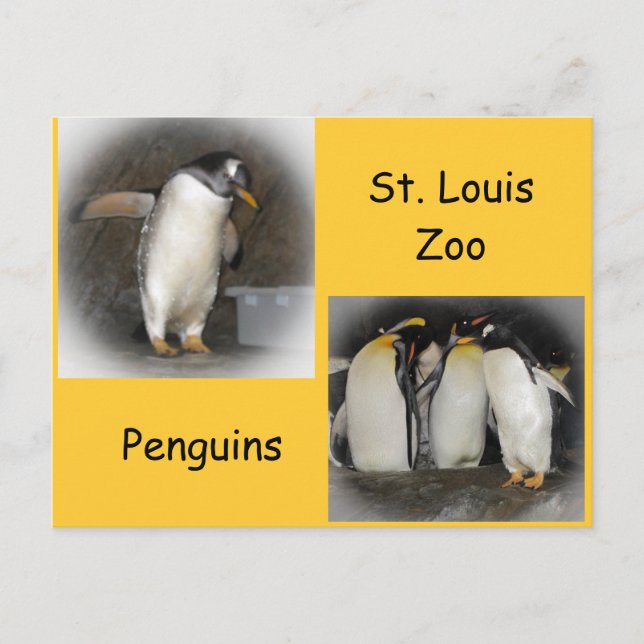 Cartão Postal Pinguins no zoológico (Frente)
