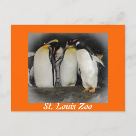 Cartão Postal Pinguins no zoológico