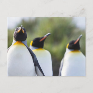 Cartão Postal Pinguins-rei