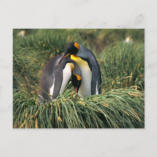 Cartão Postal Pinguins-rei (Frente)