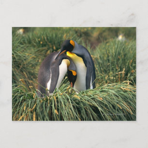 Cartão Postal Pinguins-rei
