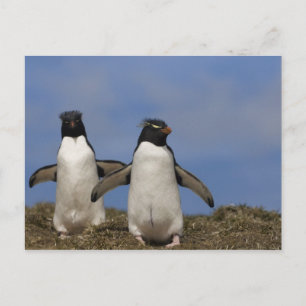 Cartão Postal Pinguins-saltadores-rocha Eudyptes chrysocome