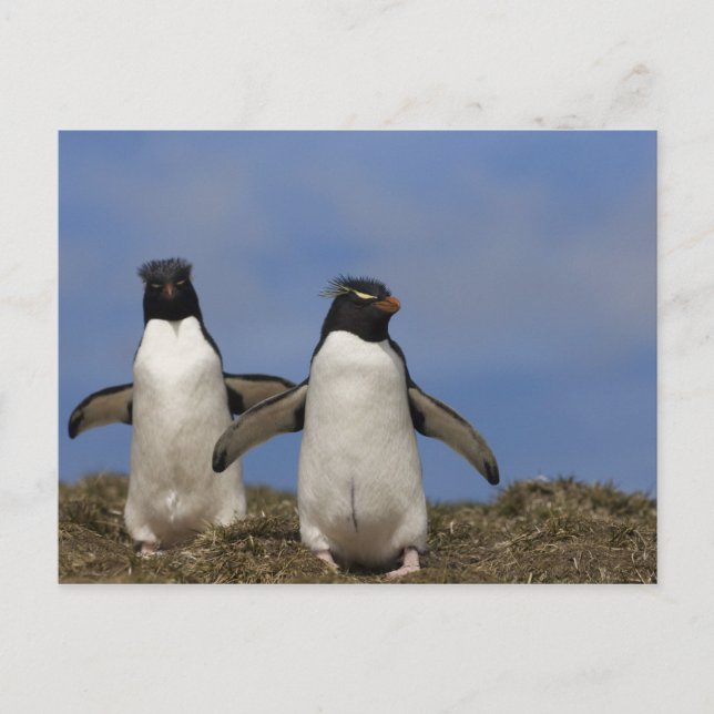 Cartão Postal Pinguins-saltadores-rocha Eudyptes chrysocome (Frente)