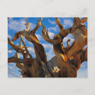 Cartão Postal Pinheiro Bristlecone