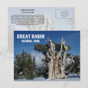 Cartão Postal Pinheiro Bristlecone antigo, inverno, bacia Excele