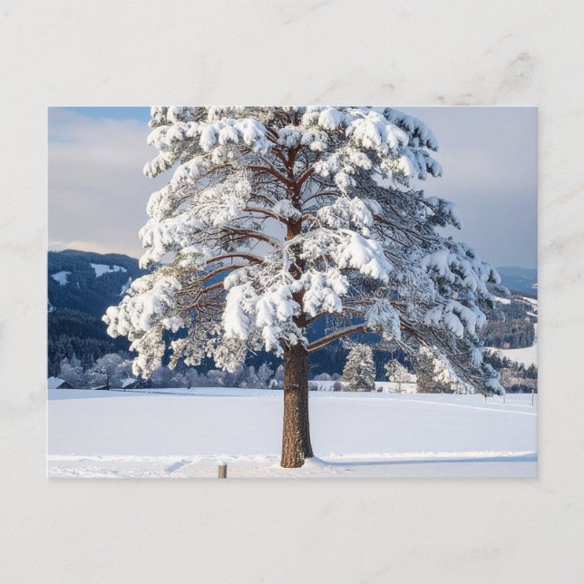 Cartão Postal Pinheiro coberto de neve (Frente)
