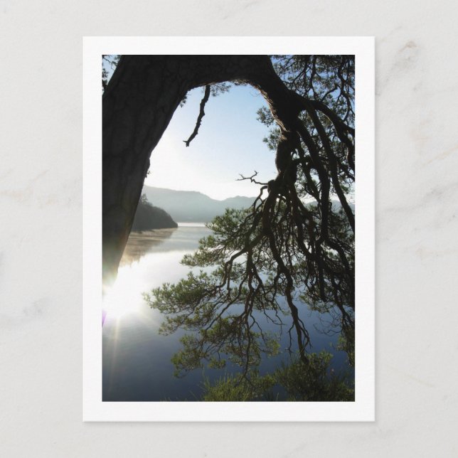 Cartão Postal Pinheiro de limpeza: Carrinho de Friar, Cartão-pos (Frente)