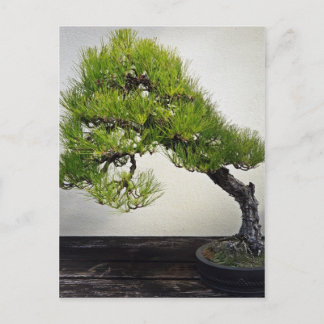 Cartão Postal Pinheiro preto japonês Bonsai