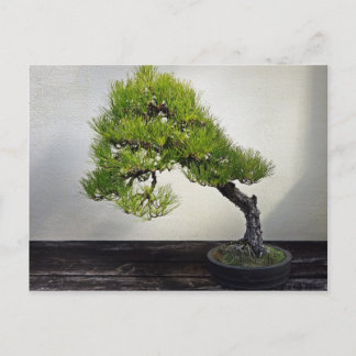 Cartão Postal Pinheiro preto japonês Bonsai