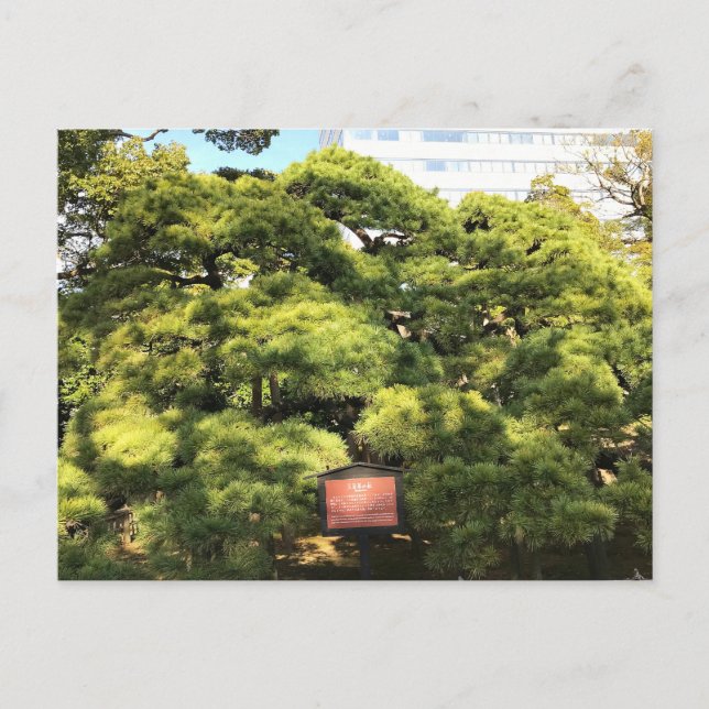 Cartão Postal Pinheiros com 300 anos (Frente)