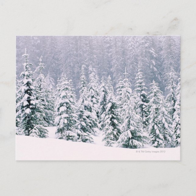 Cartão Postal Pinheiros com cobertura de neve (Frente)