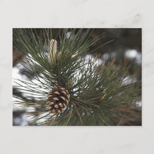 Cartão Postal Pinho (Frente)