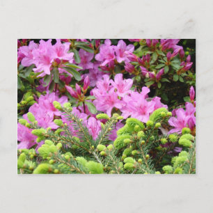 Cartão Postal PINK AZALEA 30 FLOWERS Pine Cards Dobra Mugs