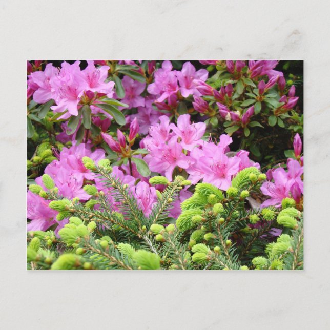 Cartão Postal PINK AZALEA 30 FLOWERS Pine Cards Dobra Mugs (Frente)