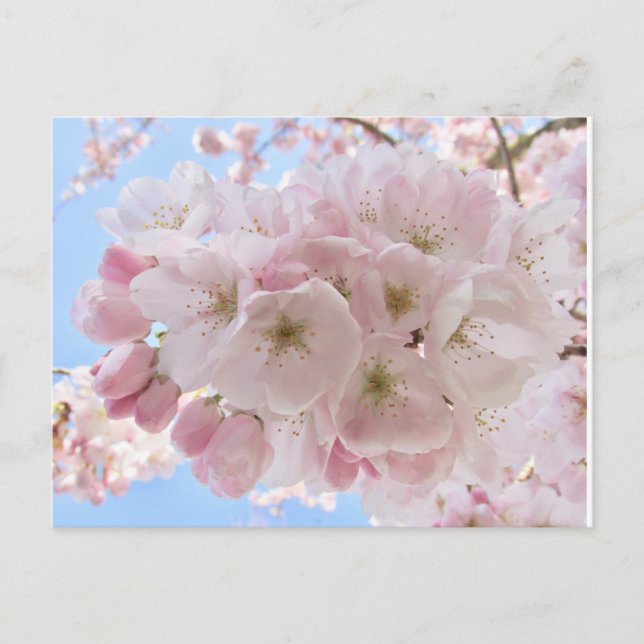 Cartão Postal Pink Blossoms Blue Sky. (Frente)