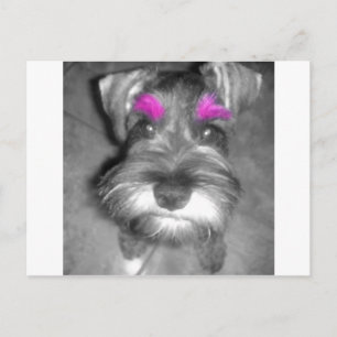 Cartão Postal Pink Brow Miniature Schnauzer Puppy Rock & Roll