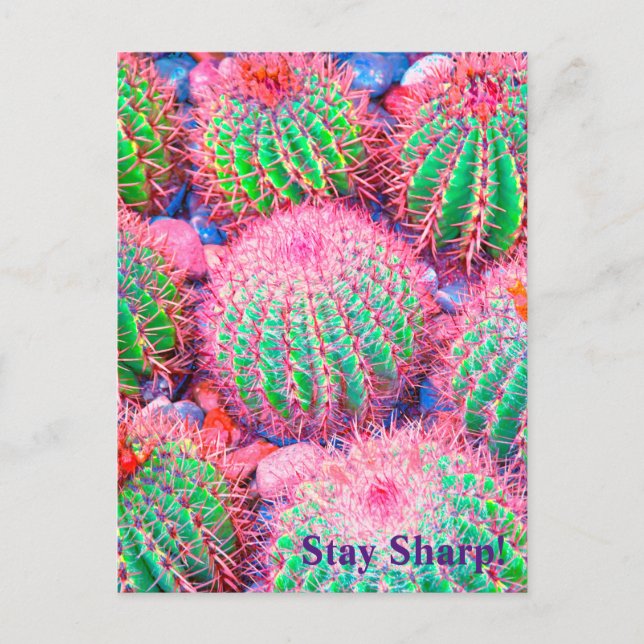 Cartão Postal Pink Cactus Succulents (Frente)
