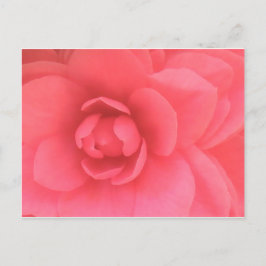 Cartão Postal Pink Camellia
