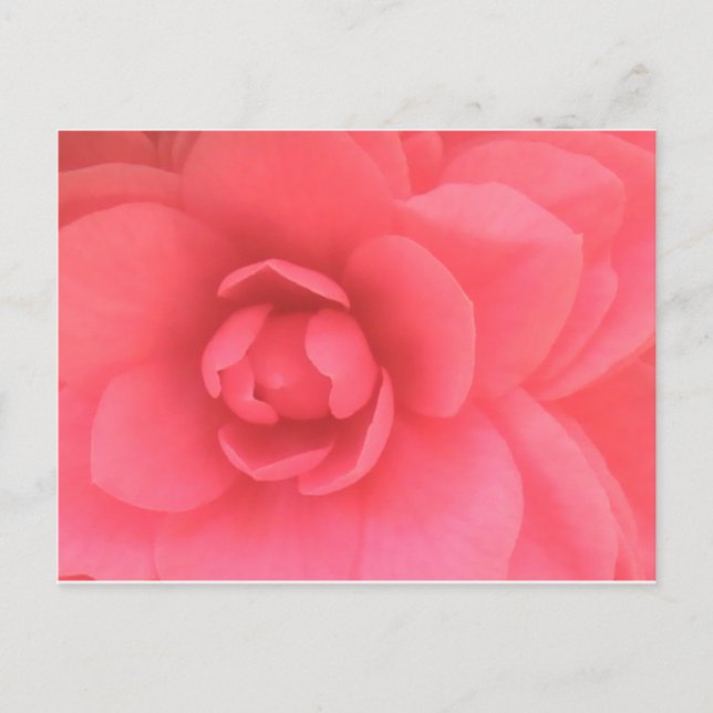 Cartão Postal Pink Camellia (Frente)