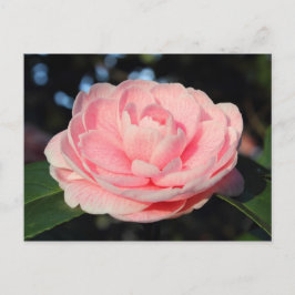 Cartão Postal Pink Camellia