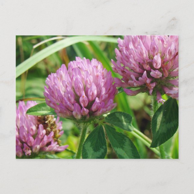 Cartão Postal Pink Clover Wildflower - Trifolium pratense (Frente)