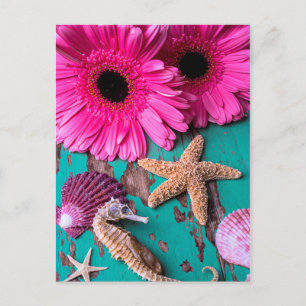 Cartão Postal Pink Daises And Seahorse With Starfish