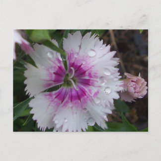 CARTÃO POSTAL PINK DIANTHUS