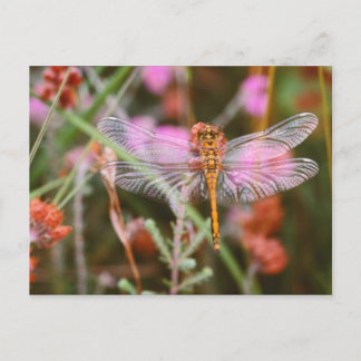 Cartão Postal Pink Dragonfly on Flowers Postcard