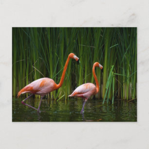 CARTÃO POSTAL PINK FLAMINGO