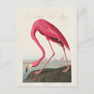 Cartão Postal Pink Flamingo, Birds of America, por J.J. Áudio