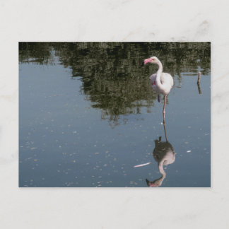Cartão Postal pink flamingo in the water