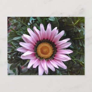 Cartão Postal Pink Gazania