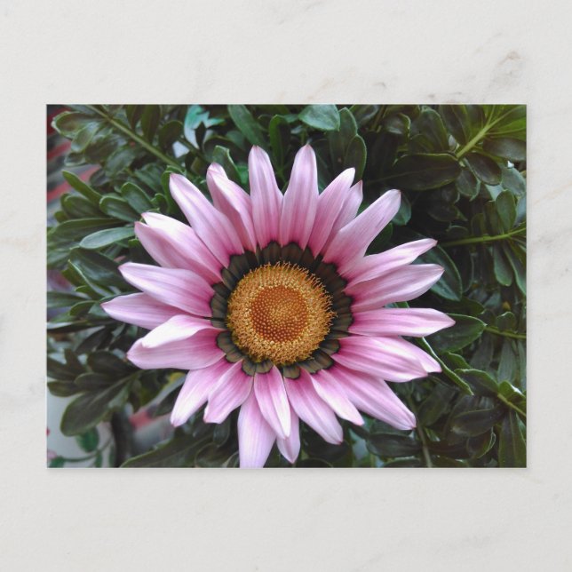 Cartão Postal Pink Gazania (Frente)