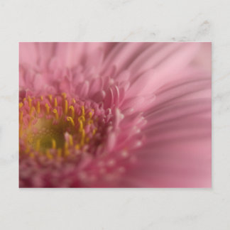 Cartão Postal Pink Gerbera